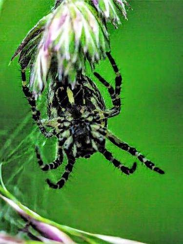 Aculepeira sp.